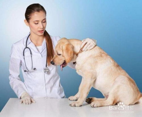 宠物紧急救护与日常摄影服务 当小狗遭遇交通事故内伤时